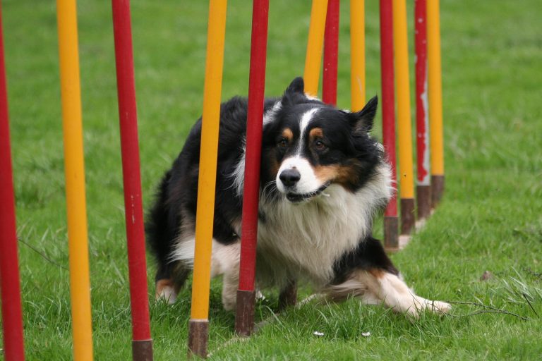 Australian Shepherd beim Agility